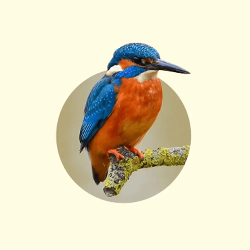 Vector Conversion Service Image Before 3